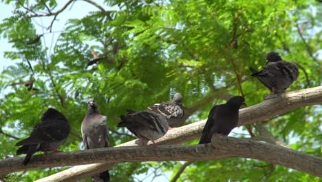 Look-up-pigeons-stand-at-branch